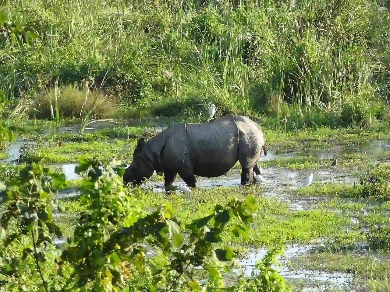 In Search of the Tiger